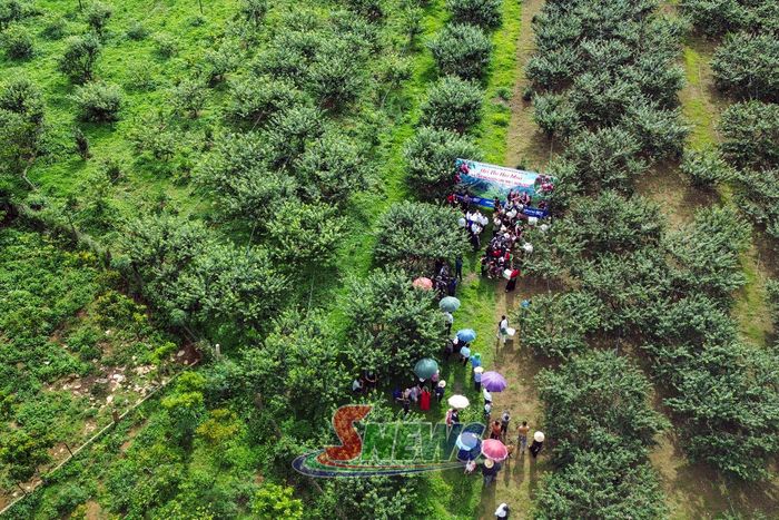 Vườn mận ở xã Phiêng Khoài thu hút đông đảo nhân dân, du khách đến trải nghiệm.