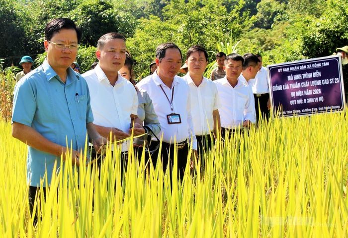 Đồng chí Trần Quang Minh, Uỷ viên Ban Thường vụ Tỉnh uỷ, Trưởng ban Tổ chức Tỉnh uỷ thăm diện tích trồng thử nghiệm giống lúa ST25 tại xã Đồng Tâm.
