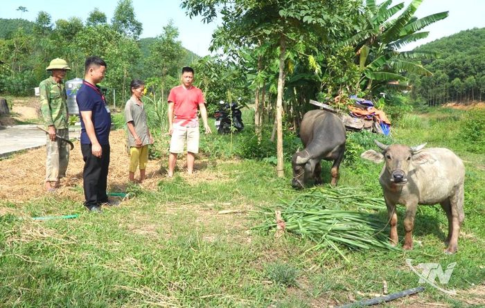 Cán bộ xã Văn Hán kiểm tra mô hình hỗ trợ trâu sinh sản trên địa bàn.