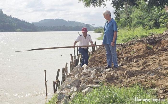 Người dân làng Hải Cát gia cố tạm thời khu vực sạt lở bằng cọc tre, đá hộc. 