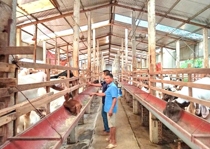 Từ chỗ nuôi vài chục con để có thêm thu nhập, gia đình anh Tú (xã Hợp Lý, tỉnh Phú Thọ) đã phát triển thành mô hình quy mô lớn với cách quản lý, đầu tư và kiểm soát dịch bệnh bài bản hơn.