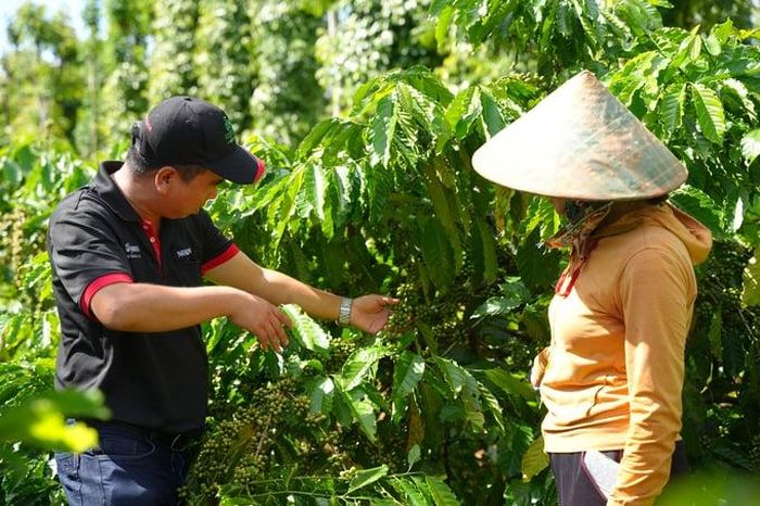  Thông qua NESCAFÉ Plan, Nestlé Việt Nam hỗ trợ nông hộ áp dụng phương pháp canh tác bền vững, nâng chất lượng nguồn nguyên liệu. 
