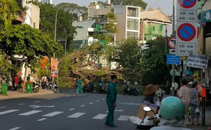 Thân và tán cây chắn ngang đường.