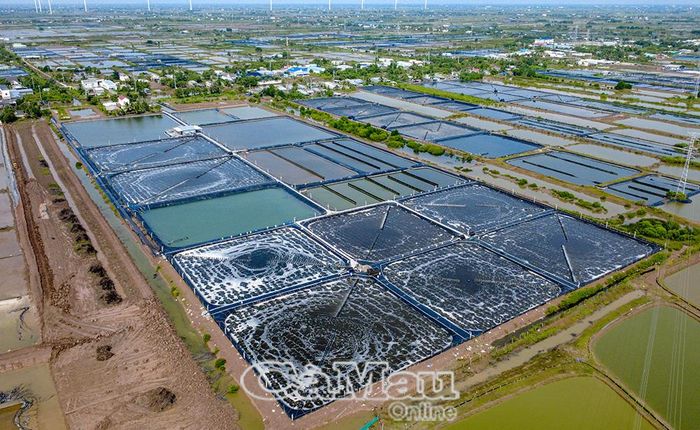 Mô hình nuôi tôm siêu thâm canh ứng dụng công nghệ cao ở xã Vĩnh Hậu.
