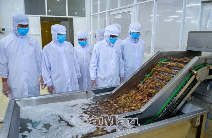 Quy trình sản xuất tôm xuất khẩu ở phường Vĩnh Trạch.