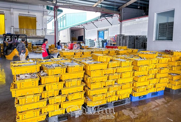  Hoạt động sản xuất, kinh doanh thuỷ sản là một trong những lĩnh vực chịu tác động từ thay đổi chính sách thuế giá trị gia tăng đối với hàng nông, lâm, thuỷ sản.