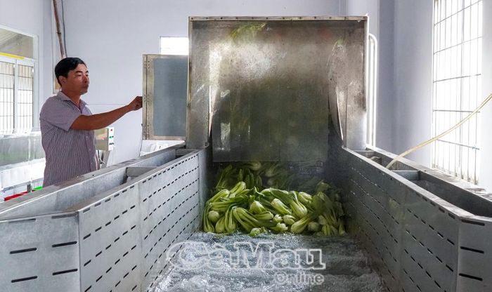 Hệ thống sơ chế tự động tại HTX Rau sạch Đoàn Kết giúp bảo đảm chất lượng rau an toàn trước khi cung ứng cho các siêu thị lớn.