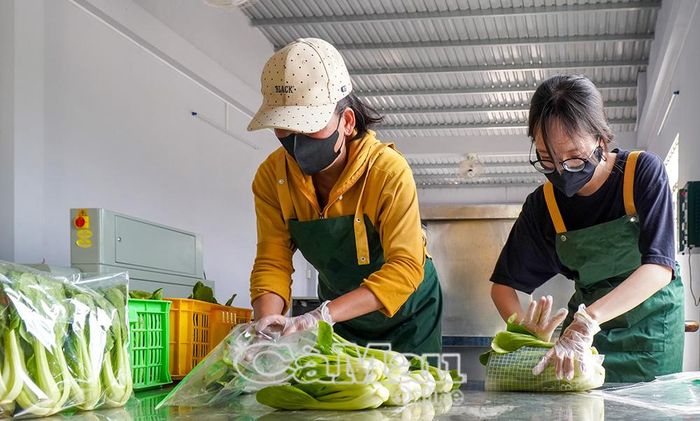 Rau an toàn được đóng gói đúng quy chuẩn chất lượng trước khi cung ứng ra thị trường.