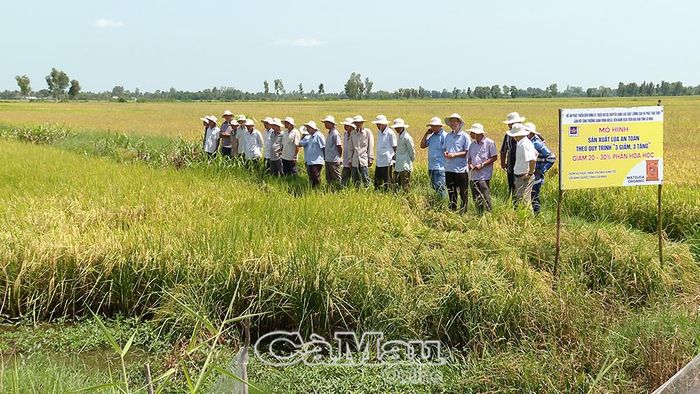 Xã Ninh Quới tập trung phát triển sản xuất lúa chất lượng cao, lúa an toàn, mở rộng liên kết sản xuất gắn với tiêu thụ.