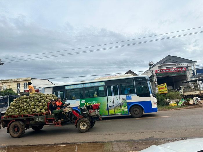                                                            Lợi nhuận từ cây sầu riêng ở Đắk Lắk đã tạo ra sức hút lớn.                                                         Ảnh Trúc Lam