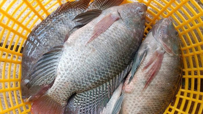Cá rô phi là loại cá nước ngọt quen thuộc trong bữa cơm của nhiều gia đình Việt