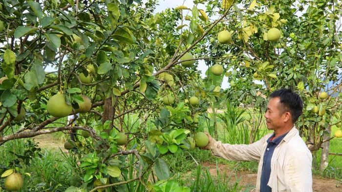 Nhiều hộ dân Phước Năng mạnh dạn chuyển hướng sản xuất, khai thác hiệu quả lợi thế vùng cao. (Ảnh: HT)