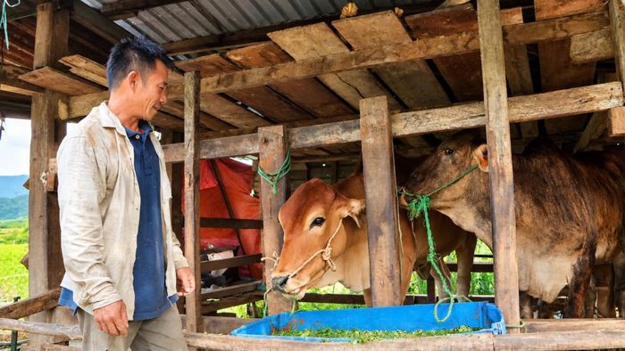 Anh Nguyễn Xuân Giao tận dụng đất đồi để trồng bưởi da xanh, nhãn, thanh long, sầu riêng, kết hợp chăn nuôi và làm dịch vụ vận tải để đa dạng nguồn thu. (Ảnh: HT)