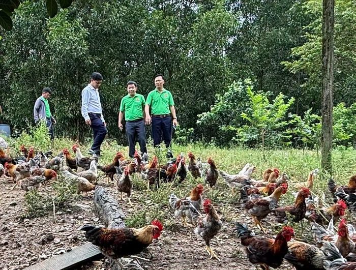Chi hội tập hợp những hội viên cùng nghề nuôi gà