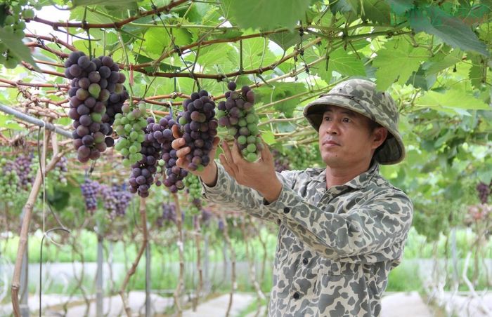 Nhiều mô hình, cách làm khoa học được nông dân Nghệ An áp dụng, tạo ra hiệu quả kinh tế cao.