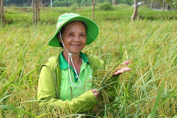 Ảnh: Khảo sát cánh đồng lúa Tân Trào.