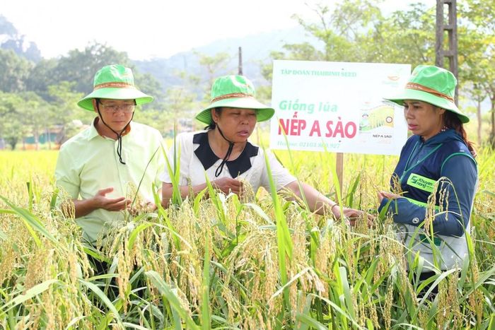 Ảnh: Khảo sát, đánh giá giống lúa Nếp A Sào trong mô hình sản xuất lúa hữu cơ tại Tân Trào.