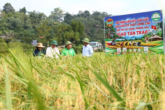 Mô hình liên kết sản xuất gạo hữu cơ chất lượng cao gắn với xây dựng thương hiệu “Gạo Tân Trào” được triển khai tại Tân Trào