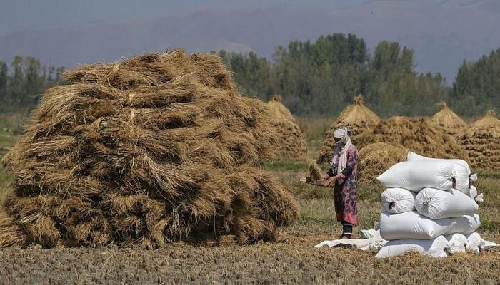 Năng suất lúa sụt giảm buộc nông dân phải sử dụng nhiều phân bón và hóa chất hơn để hạn chế thiệt hại, khiến chi phí sản xuất đội lên đáng kể