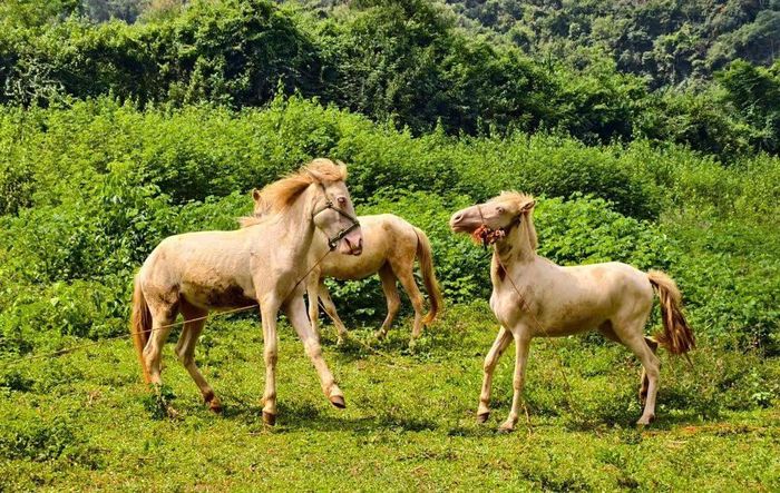 UBND xã Cai Kinh cấp 10 con giống ngựa bạch cho 10 hộ nghèo, mô hình được kỳ vọng tạo thêm nguồn thu cho các hộ vươn lên thoát nghèo. (Ảnh: Huyền Trang)