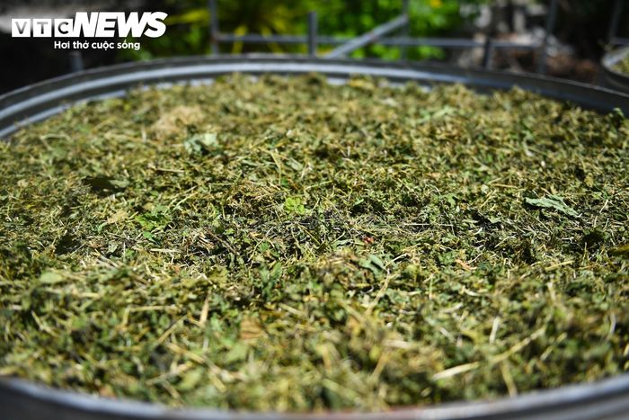 Những loại thuốc sau khi được ông Long thu hái sẽ thái mỏng và phơi khô dưới nắng. Sau đó cho vào túi đựng và bốc theo đơn cho người bệnh.