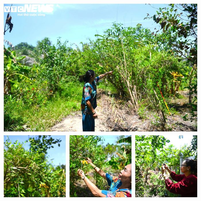Những loại cây thuốc nam trong vườn của ông Long được ông lặn lội tìm kiếm khắp nơi rồi mang về trồng, chăm sóc, nhân giống để giúp đỡ bà con nghèo chữa bệnh.
