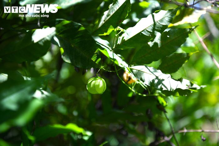 Dây Tầm phỏng có tác dụng làm dịu da, giảm ngứa... cũng góp mặt trong khu vườn nhà ông Long.