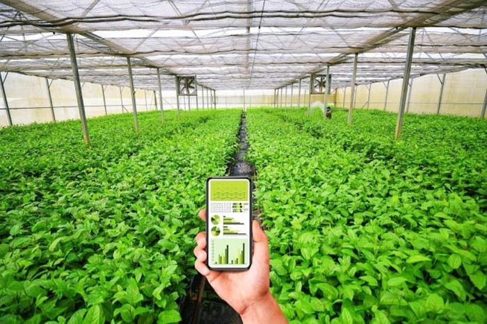 Nhờ ứng dụng công nghệ thông tin, các HTX đã tiết kiệm được nhiều loại chi phí sản xuất. (Ảnh minh họa).
