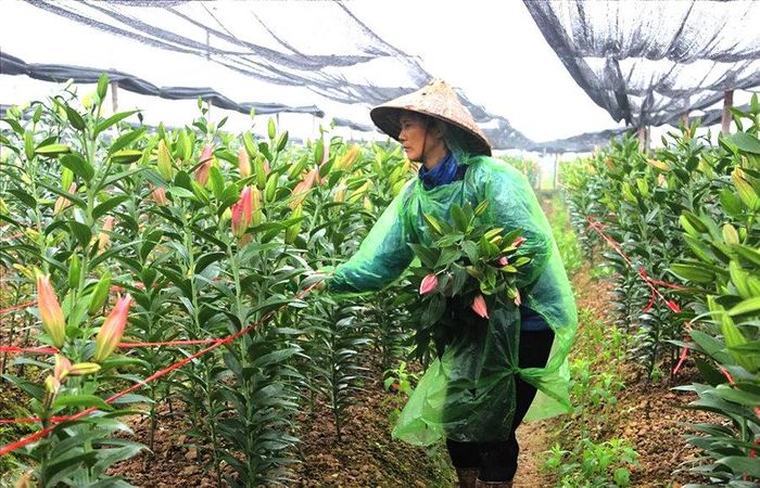 Thu hoạch hoa ly tại xã Ô Diên. Ảnh: Ngọc Ánh
