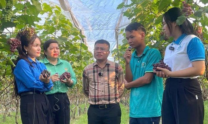 Tại phiên livestream, anh Hoàng Văn Cương ở thôn Duyên Trang (người mặc áo xanh) đã chia sẻ một số kinh nghiệm trong việc trồng, chăm sóc cây nho hạ đen để tạo ra sản phẩm đạt năng suất, chất lượng cao. Ảnh: PV