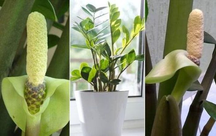 Trung bình bạn chỉ cần tưới 1 lần 1 tuần là vừa đủ cho cây tự sinh sôi, phát triển.