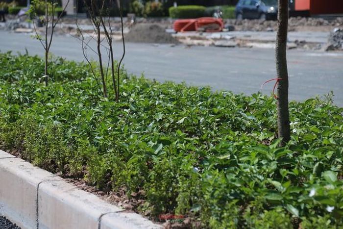 Một số đoạn giáp đường Thành Thái đã hoàn thành thảm nhựa và phủ xanh dải phân cách giữa.
