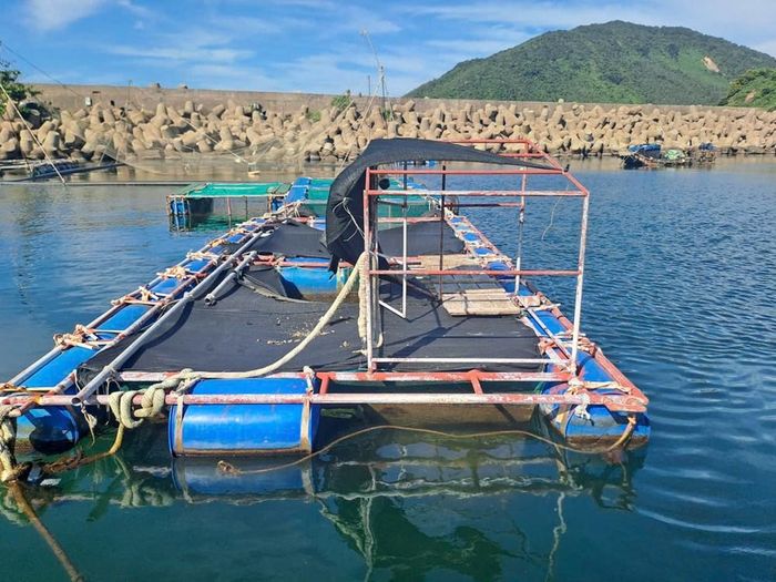 Khu vực nuôi cá lồng bè tại Vũng Áng