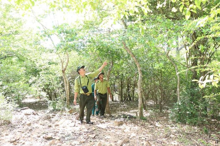 Lực lượng chức năng tìm hiểu về các loài cây quý, cần được bảo vệ