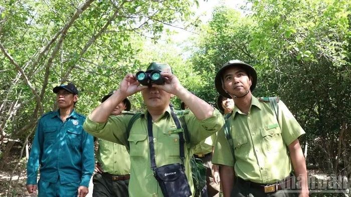 Ông Ngô Tiến Phát, Hạt trưởng Hạt Kiểm lâm rừng đặc dụng Núi Chúa và lực lượng giữ rừng theo dõi từ xa bằng ống nhòm khi nghi vấn có dấu hiệu bất thường. (Ảnh: NGUYỄN TRUNG)
