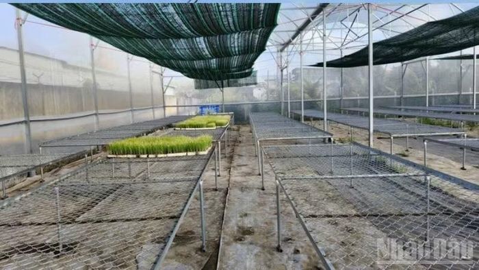 Hợp tác xã trở thành mắt xích quan trọng giúp người dân đồng bào dân tộc Khmer thay đổi phương thức sản xuất. (Ảnh: VĂN ÚT)