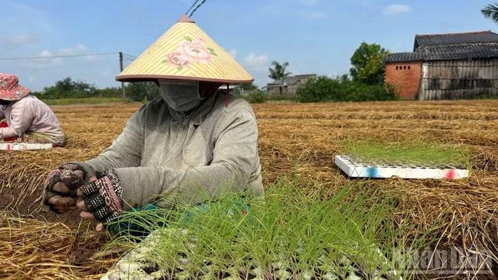Hành tím là cây trồng đặc trưng, gắn với sinh kế và là nguồn thu nhập quan trọng của hàng nghìn hộ đồng bào dân tộc Khmer. (Ảnh: VĂN ÚT)