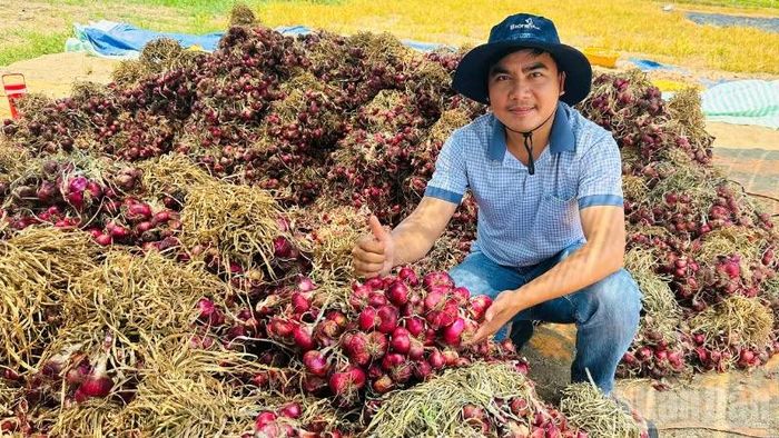 Hợp tác xã hành tím Vĩnh Châu từng bước mở rộng thị trường. (Ảnh: VĂN ÚT)