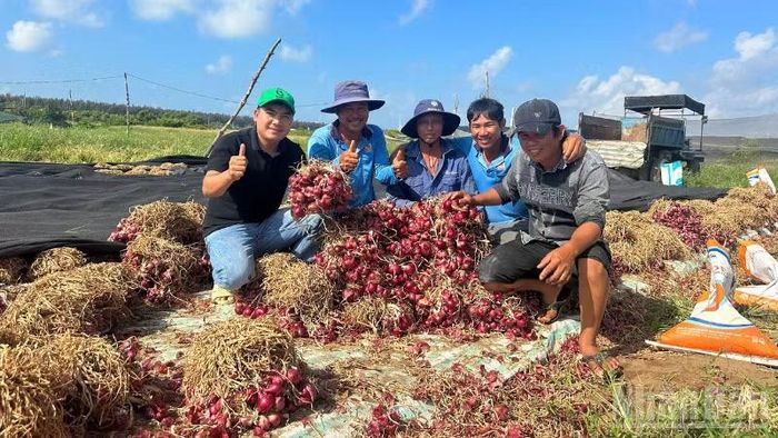 Hành tím Vĩnh Châu có màu sắc đẹp, củ mượt, giòn, vị cay nồng đặc trưng. (Ảnh: VĂN ÚT)