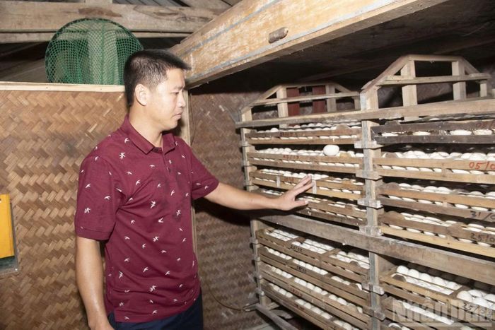 Anh Trần Bảo Trung chủ động nguồn con giống, từ đàn vịt được gây dựng qua nhiều năm chọn lọc, mua gom trong dân. (Ảnh: Đ.P)