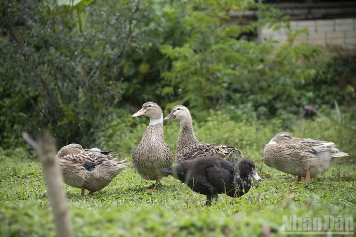 Vịt bầu Quỳ là giống vịt bản địa có từ lâu đời. (Ảnh: Đ.P)
