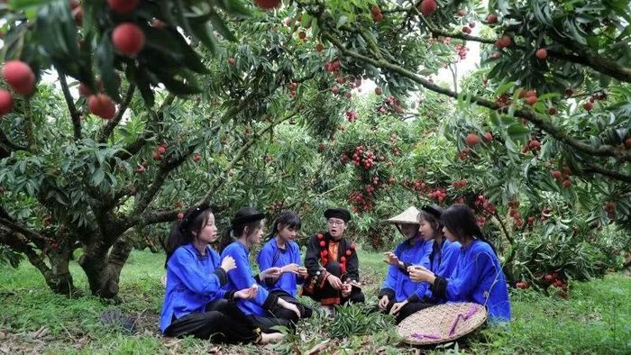 Trải nghiệm du lịch vườn vải thiều tại phường Chũ, Bắc Ninh. (Ảnh: VH)