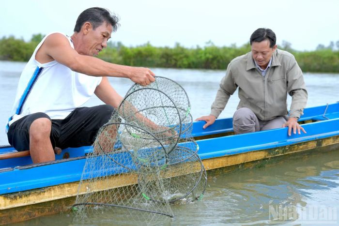 Nhà nông thu hoạch tôm quảng canh cải tiến tại vùng nông thôn xã Tân Thuận, tỉnh Cà Mau. (Ảnh: HỮU TÙNG)