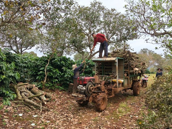  Thu gom gỗ điều. Ảnh: HỮU PHÚC 
