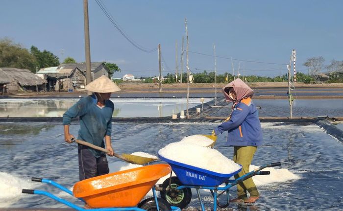  Diêm dân xã Thuận Thuận (tỉnh Cà Mau) thu hoạch vụ muối năm 2026, sau khi bị thiệt hại do mưa trái mùa 