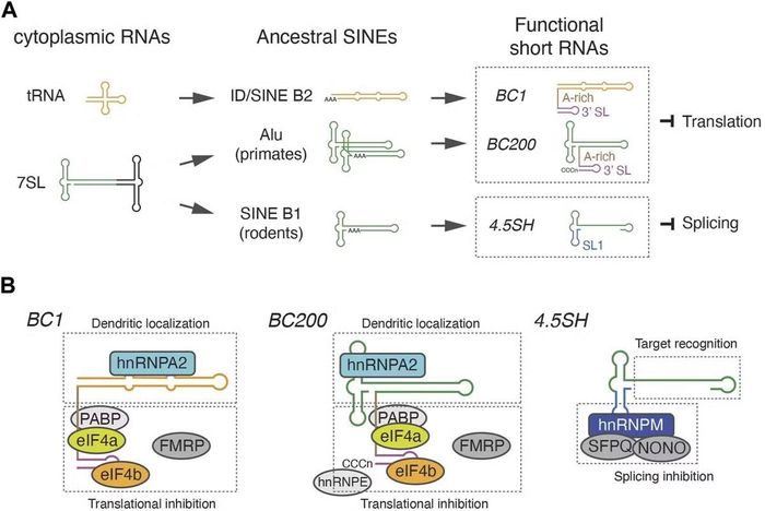 Các RNA không mã hóa ngắn có nguồn gốc từ SINE: nguồn gốc tiến hóa, cơ chế phân tử và ý nghĩa sinh lý của chúng.