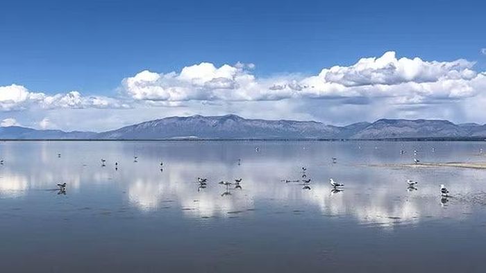 Chim nước tại khu vực South Farmington Bay của Great Salt Lake. Ảnh: Rachel So.