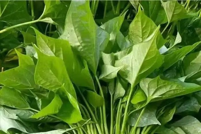 Tùy từng giống, lá khoai lang có thể mang hình tim hoặc xẻ thùy chân vịt, màu xanh đậm đến xanh tím. Phần ngọn non thường có màu xanh tươi, mềm và mọng nước. Khi chế biến đúng cách, rau có độ mềm vừa phải, vị ngọt tự nhiên và mùi thơm nhẹ, rất dễ ăn. Ảnh: Vietnamnet