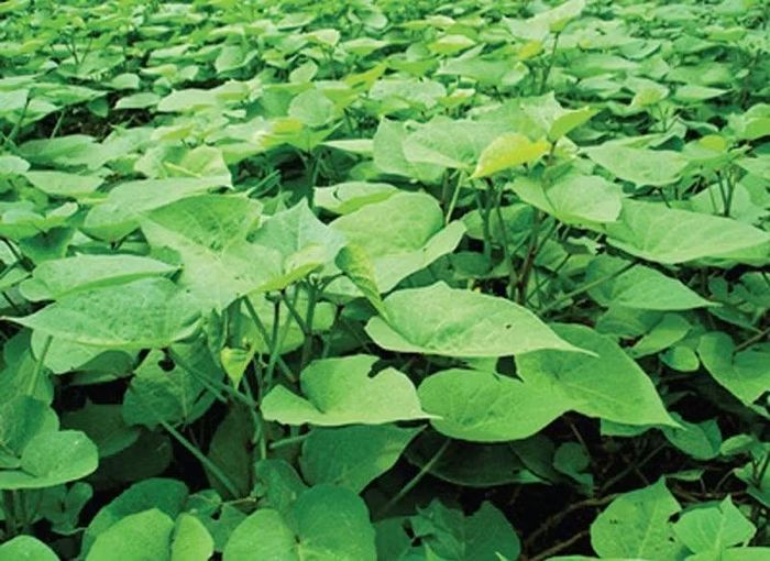 Một trong những điểm đáng chú ý của rau khoai lang là hàm lượng nước và chất xơ. Chất xơ trong rau góp phần hỗ trợ hoạt động của hệ tiêu hóa, đồng thời tạo cảm giác no lâu hơn. Vì vậy, rau lang có thể trở thành một lựa chọn phù hợp trong những bữa ăn hướng đến sự cân bằng và đa dạng rau xanh. Ảnh: Medlatec
