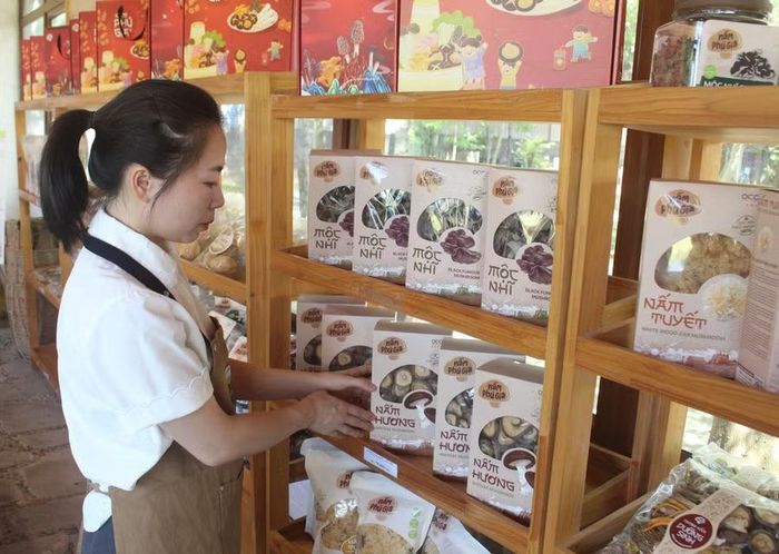  Phú Gia hiện sản xuất khoảng 15 loại giống và sản phẩm nấm như nấm hương, mộc nhĩ, nấm đùi gà, nấm tuyết, linh chi, nấm sừng hươu, linh chi đỏ, nấm ngô... 
